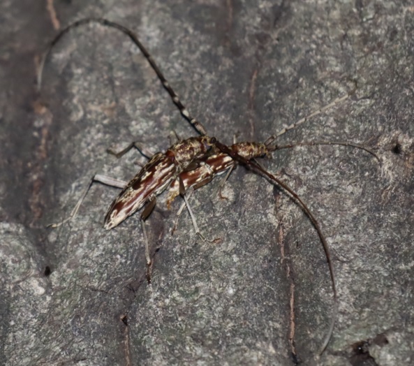 キマダラカミキリ ペア_凄いコナラ_2023年5月10日19時45分気温17度